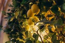 Young yellow lemons on a tall tree. Lemon tree with fruits illuminated by small light bulbs. Wood as a decor in the room is illuminated by light bulbs and yellow dim light.