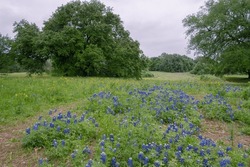 An East Texas landscape on an overcast day in springtime.
