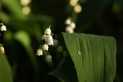 Lilies of the valley in forest, white bells flowers, dew drops on a green leaves.