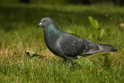 Post pigeon on green grass in the park, colorful pigeon close up. Pigeon on green background