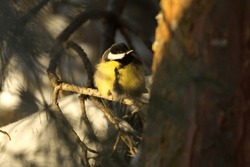Great tit  closeup.  Parus major. Tit sitting on a tree branch little, cute bird. 