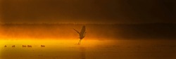 Sunrise of flying birds. Sunrise on the lake, birds with morning fog. Great egret. Ardea alba. Great egret in the  foggy landscape, or white heron. Sunrise of birds.