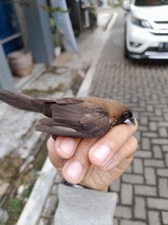 sparrow in the hand of a man.