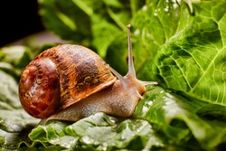 Snail Muller gliding on the wet leaves. Large white mollusk snails with brown striped shell, crawling on vegetables. Helix pomatia, Burgundy, Roman, escargot. Caviar. Kisses of snails in strawberries.