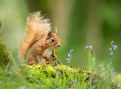 Red squirrel in bluebells, Scotland