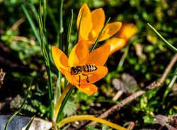 Bee colecting nectar from the Crocus flavus