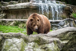 Animal rights. Friendly brown bear walking in zoo. Cute big bear stony landscape nature background. Zoo concept. Animal wild life. Adult brown bear in natural environment.