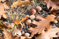 Symbol of fall. Close up ripe acorns and oak leaves on ground. Autumn forest concept. Gifts of fall. Nature beauty. Cute acorns. Many little acorns backdrop. Autumnal cozy background.