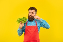 Man in apron looking at fresh leaf lettuce twirling moustache yellow background, greengrocer