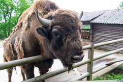 big bison head in zoo animal park outdoor