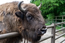 bison head in zoo animal park outdoor