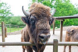 big bison in zoo animal park outdoor