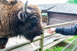 big bison head in zoo animal park outdoor with hand