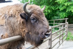 big buffalo head in zoo animal park outdoor