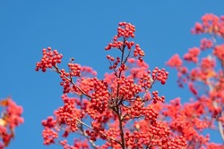 branch of rowanberry with berries on blue sky background