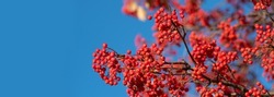 branch of rowan with berries on blue sky background with copy space