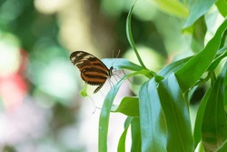 image of butterfly with wings. butterfly in nature. butterfly insect closeup.