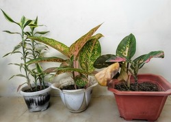 Ornamental plants in the house close to the wall. Dracaena fragrans and aglonemas