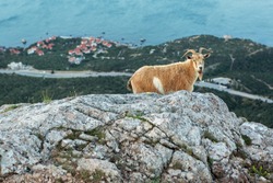 Female mountain goat on the top of the mountain Ilyas Kaya in the Crimea