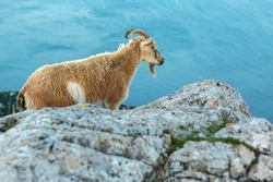 Female mountain goat on the top of the mountain Ilyas Kaya in the Crimea