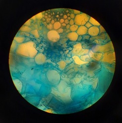 a cross section of a plant, where the cells are blue, under the microscope. The single cells and a half vascular bundle can be recognized