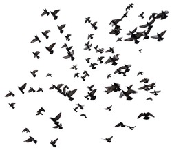 Silhouettes of pigeons. Many birds flying in the sky. Motion blur. Isolated on white