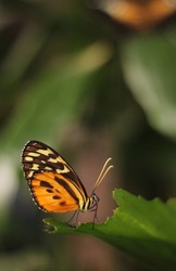 An orange brown and yellow butterfly with light antennae and big eye sitting on a fresh green leaf with his beautiful wings folded on his back. Other leaves and butterfly blurred in the background.