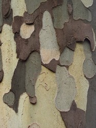 Plane tree's bark peels off. A bark of a platanus with different colors of brown, grey and beige. Peeling colorful bark of a plane tree. Bark layers of different colors. A tree trunk.           