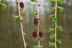 Young dark pink larch cones growing on thin twigs. Beautiful little purple european larch cones growing on branches with green leaves. New pink cones on hanging larch branches. New needles. 