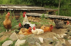 Six hens and a rooster sitting on a sandy ground and rocks. Chicken and a cock sitting in the front, shelter with wood blurred in the background. Calm day in the village. Colorful hens and a rooster.