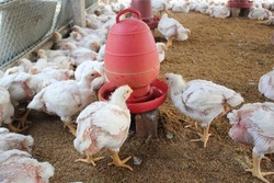 Broiler hen drinking water in the farm