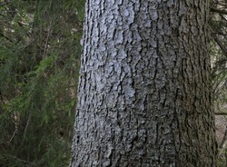 Close-up of spruce tree trunk
