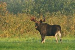 Moose bull with big antlers