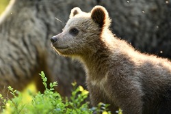 Brown bear cub with its mother in a background