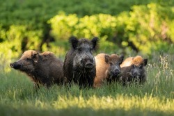 Wild boar family in the forest at sunny evening