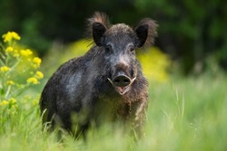 Big male wild boar with tusks at summer scenery