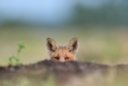 Red fox kit. Little fox peeking,