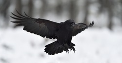 Raven (Corvus corax) in flight. Landing. 