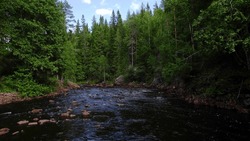 Scenic river in the evergreen woods. Rocks scattered in the water. Gray boulders tanned by brownification, tall pines and deciduous trees along the riverbed. In de Swedish nature low angle view 