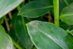 A caterpillar is the worm like insect.To become a butterfly, a caterpillar first digests itself. But certain groups of cells survive, turning the soup into eyes, wings, antennae and other. 