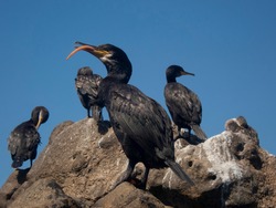 Five black cormorant sunbathing over a rock with a blue sky background, isolated Phalacrocorax aristotelis with its tongue out
 