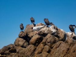 Four black cormorants and a black-headed gull sunbathing over a rock, some Phalacrocorax aristotelis and a Chroicocephalus ridibundus over a rock on the sea shore