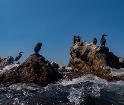 Some black cormorants over a rock on the sea shore with some waves, front view of some Phalacrocorax aristotelis sunbathing with a blue sky background
