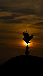 A sharp silhouette of a bird during sunset at 5 45PM in India