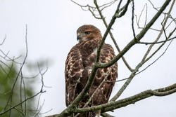 Red-Tailed Hawk Perched - Rear