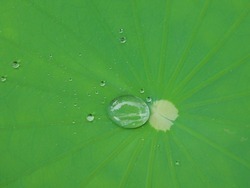 The unique lotus leaf is covered by a rough surface that has waxy bumps, which cause the water to form clumps, and slip down from the leaf.
