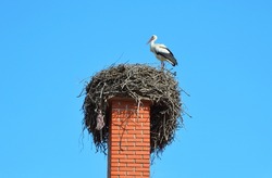 The stork builds a nest on the chimney of an old village house in Serbia, Sremski Karlovci.