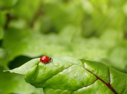 Ladybug crawls on a green leaf on a sunny day. Beautiful natural background. Leaves in dew drops