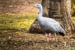 Cape Barren Goose found in You Yangs National park In Melbourne Victoria Australia
