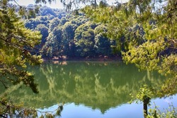 bautiful lake with green reflections  of a forest in daw of the llano villa del carbon state of mexico 